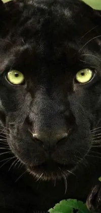 This phone live wallpaper showcases a striking image of a black panther up close