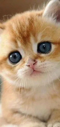 This breathtaking phone live wallpaper showcases an irresistibly cute orange and white kitten with blue, tear-filled eyes