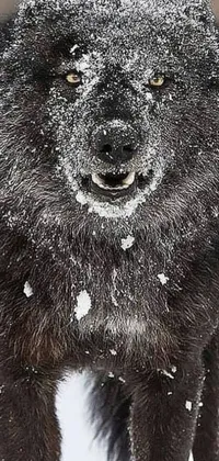 This phone live wallpaper depicts a beautiful black dog standing in the snow against a snowy backdrop, captured in a close-up shot