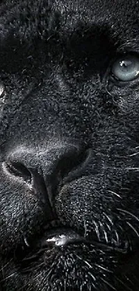 This striking phone live wallpaper features an up-close shot of a black panther's face