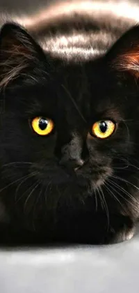 Looking for a phone wallpaper that captures the essence of a black cat? Look no further! This live wallpaper features a stunning portrait of a black cat with piercing yellow eyes, fluffy hair, and a dark-skinned background that adds dramatic flair to your phone screen