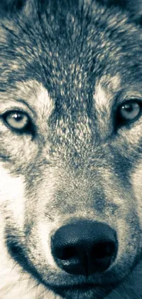 Experience the stunning live wallpaper featuring a black and white photograph of a wolf with a blank stare