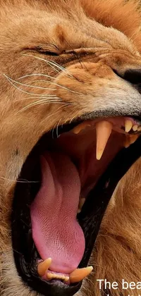 Carnivore Mammal Whiskers Live Wallpaper