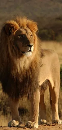 Carnivore Masai Lion Felidae Live Wallpaper