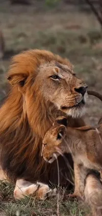 Carnivore Masai Lion Lion Live Wallpaper