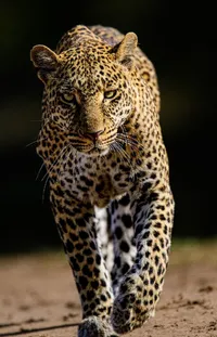Carnivore Organism Leopard Live Wallpaper