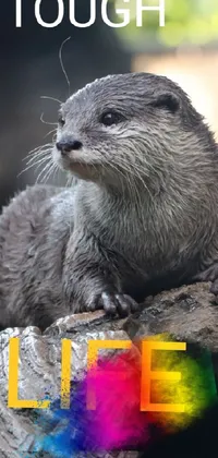 Carnivore Organism Otter Live Wallpaper