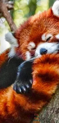 Carnivore Organism Red Panda Live Wallpaper