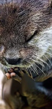Carnivore Otter Whiskers Live Wallpaper
