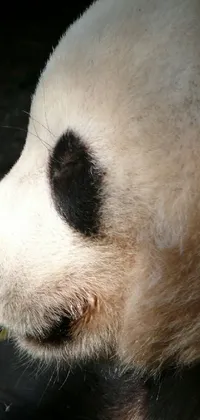 Carnivore Panda Terrestrial Animal Live Wallpaper