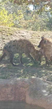Carnivore Plant Spotted Hyena Live Wallpaper