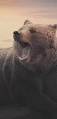 bear  Live Wallpaper