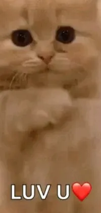 This phone live wallpaper features a close-up of an adorable cat with a heart on its chest, dancing in an arabesque pose
