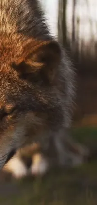Carnivore Red Fox Fawn Live Wallpaper