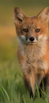 Red Fox Carnivore Fox Live Wallpaper - free download
