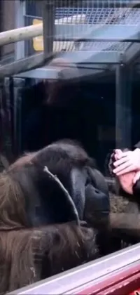 The Gorilla and Woman Phone Live Wallpaper showcases an intimate moment between a human and an endangered gorilla