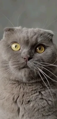 This live wallpaper showcases an adorable Scottish Fold cat with captivating yellow eyes