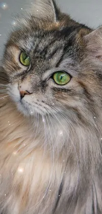 This phone live wallpaper features a close-up shot of a playful cat with green eyes, surrounded by glittering lights and a gradient background of purples and pinks with sparkling stars