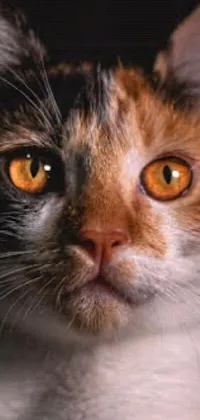 Decorate your phone with this amazing live wallpaper of a hyperrealistic calico cat sitting on a phone screen