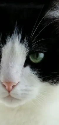 This live wallpaper for your phone features a close-up shot of a black and white female cat with green eyes and a white nose