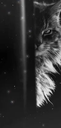 This phone live wallpaper presents a captivating black and white image of a long-haired Siberian cat in a moody ambiance