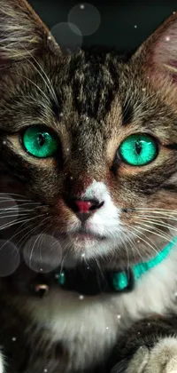 This live wallpaper features a mesmerizing close-up of a cat with intense green eyes
