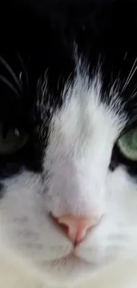 This phone live wallpaper showcases a stunning black and white feline with green eyes, captured in exquisite detail by an expert photographer