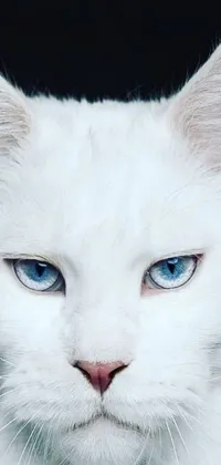 This live phone wallpaper boasts a captivating portrait of a white cat with striking blue eyes created with symmetry in mind