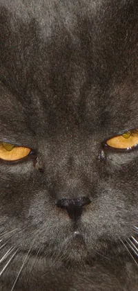 This live phone wallpaper features a up close image of a yellow-eyed cat with a smokey color and a paw raised in frustration