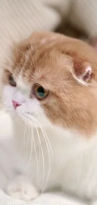 This live phone wallpaper features a stunning close-up of a fluffy and adorable Scottish Fold cat lounging on a cozy bed