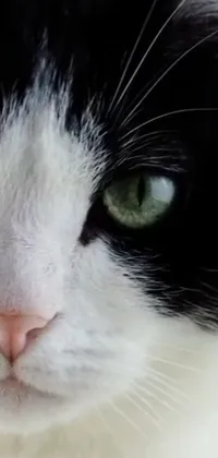 This phone live wallpaper showcases a mesmerizing, close-up image of a black and white feline with piercing green eyes, gazing directly at the camera