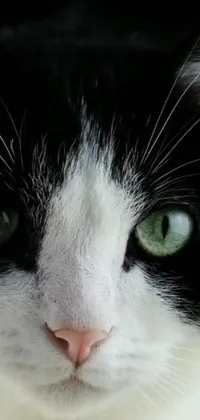 Get mesmerized with this stunning phone live wallpaper displaying a black and white cat with green eyes