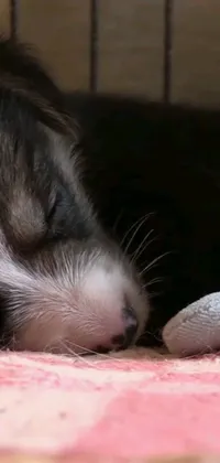 This live wallpaper features an adorable sleeping puppy snuggled up next to a soft stuffed animal
