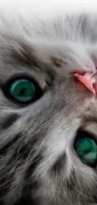 This phone live wallpaper depicts a close-up of a Scottish Fold cat, featuring striking green eyes and a long, pointy pink nose