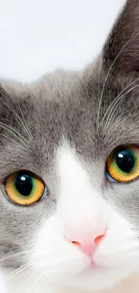 Looking for an eye-catching live wallpaper for your phone? Look no further than this photorealistic image of a gray and white cat with mesmerizing yellow eyes