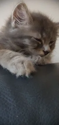 This live wallpaper showcases a small grey kitten taking a cozy nap atop a black chair, holding an epée playfully in its paw