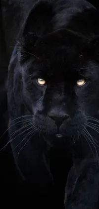 This phone live wallpaper features a striking close up of a black panther in the dark, rendered in a neo-primitivism style