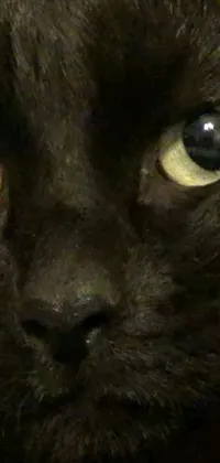 This live wallpaper showcases a close-up of a sleek black cat with piercing yellow eyes