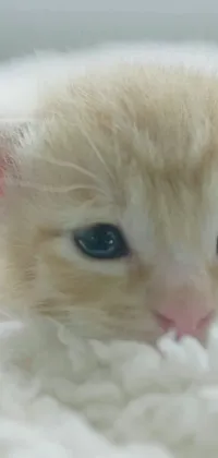 This phone live wallpaper features a close up of a cute kitten with blue eyes and blond hair