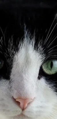 This phone live wallpaper showcases a captivating close-up image of a black and white cat with piercing green eyes
