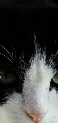 This phone live wallpaper features a high definition black and white cat with green eyes that are sure to captivate you