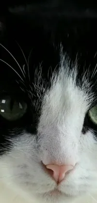 This black and white cat with green eyes is the star of this captivating phone live wallpaper