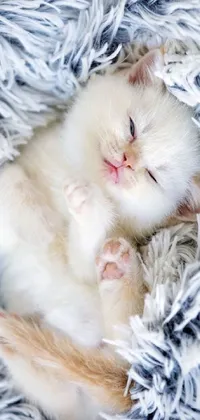 This stunning phone live wallpaper showcases a gorgeous white kitten sleeping peacefully on top of a lovely blue blanket