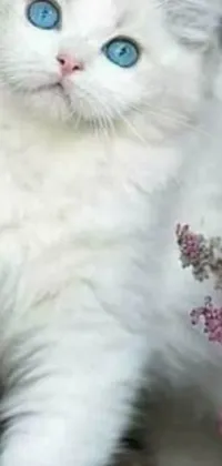 Bring a scenic natural ambiance with a live wallpaper featuring a close-up photography of a white feline with blue eyes amidst a sea of flowers in white and pink hues