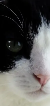 This phone live wallpaper features an enchanting image of a black and white cat with captivating green eyes
