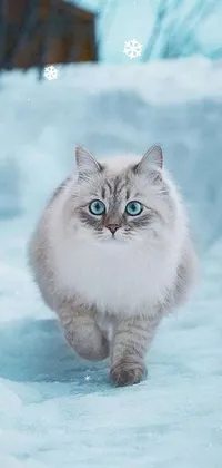This live phone wallpaper features a gorgeous white cat trekking through snow