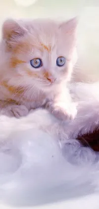 This phone live wallpaper features a lovely scene of a white kitten sitting on a fluffy white blanket