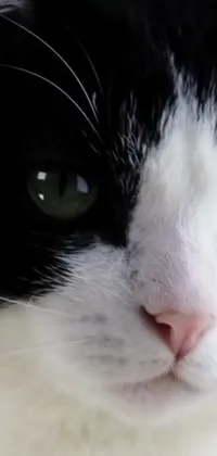 This phone live wallpaper showcases a beautiful close-up photograph of a black and white cat with a white nose and captivating green eyes