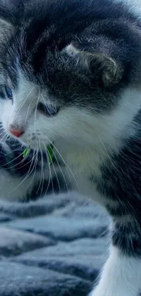 This phone live wallpaper depicts a green-eyed cat named Greeny eating a fish on top of a rock near a body of water