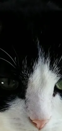 This phone live wallpaper features a stunning black and white feline with striking green eyes, captured in a wideangle POV closeup by photographer Mandy Jurgens